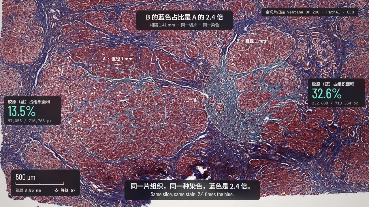 현미경 이야기 제작팩 (무료)